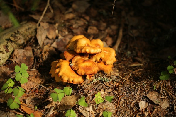 Chanterelle mushrooms (Credit: Pixabay)